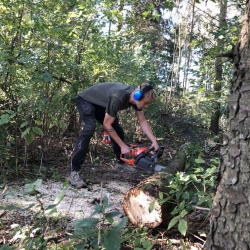 En mand iført høreværn beskærer et træ med en motorsav i en skovfyldt have. Frisk savsmuld ligger omkring træstubben, mens solen skinner gennem de tætte trækroner.